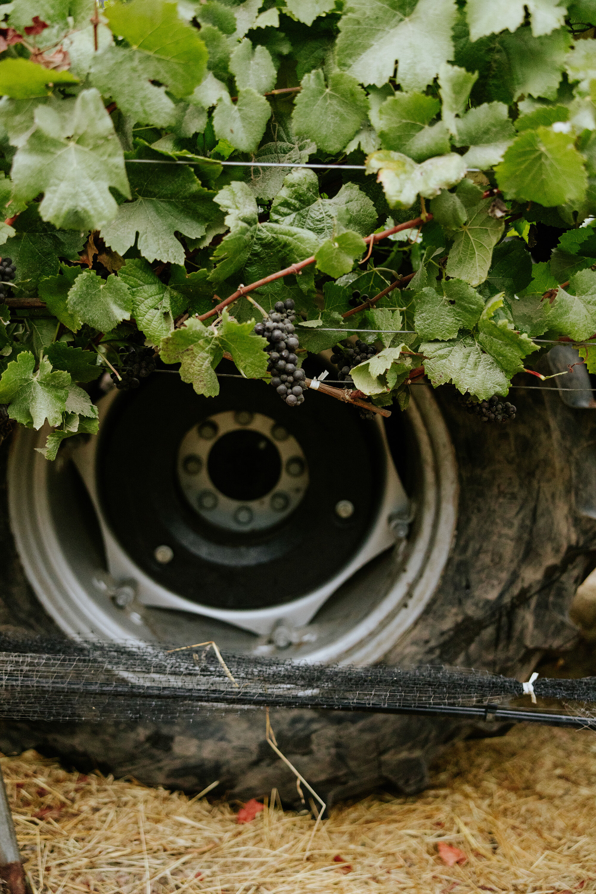 A close up of a wheel of a tractor in a vineyard that is partially covered with grape vines