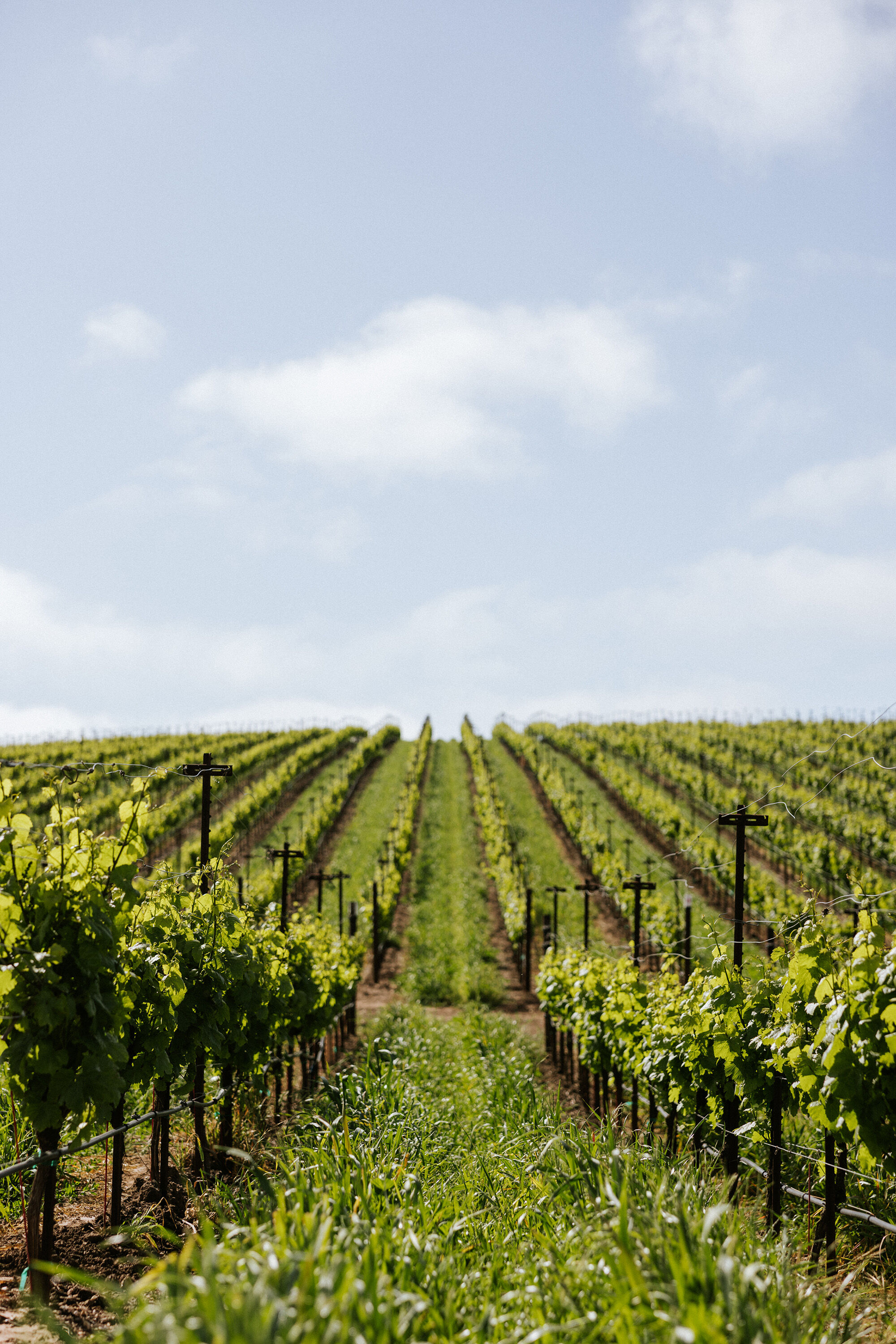 A scene of green vineyard rows looking up a hill with a blue sky in the background
