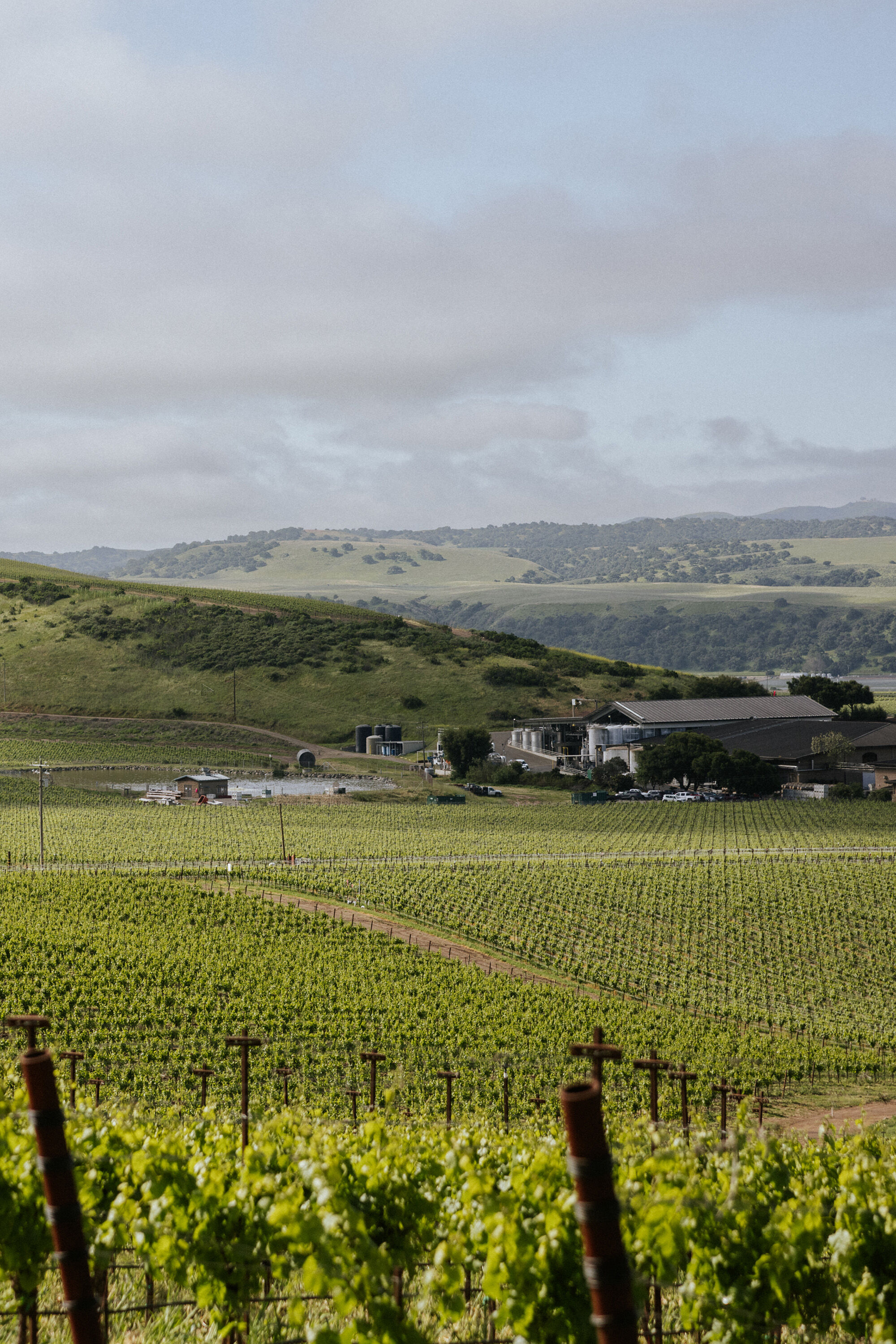 A view of a green vineyard with hills and a blue-grey sky in the distance