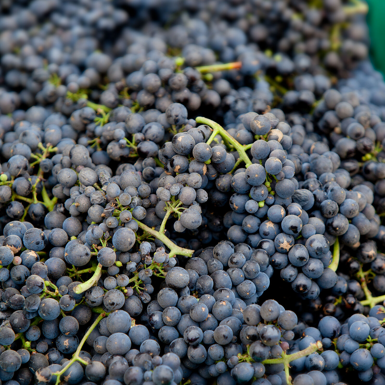 Red wine grapes up close