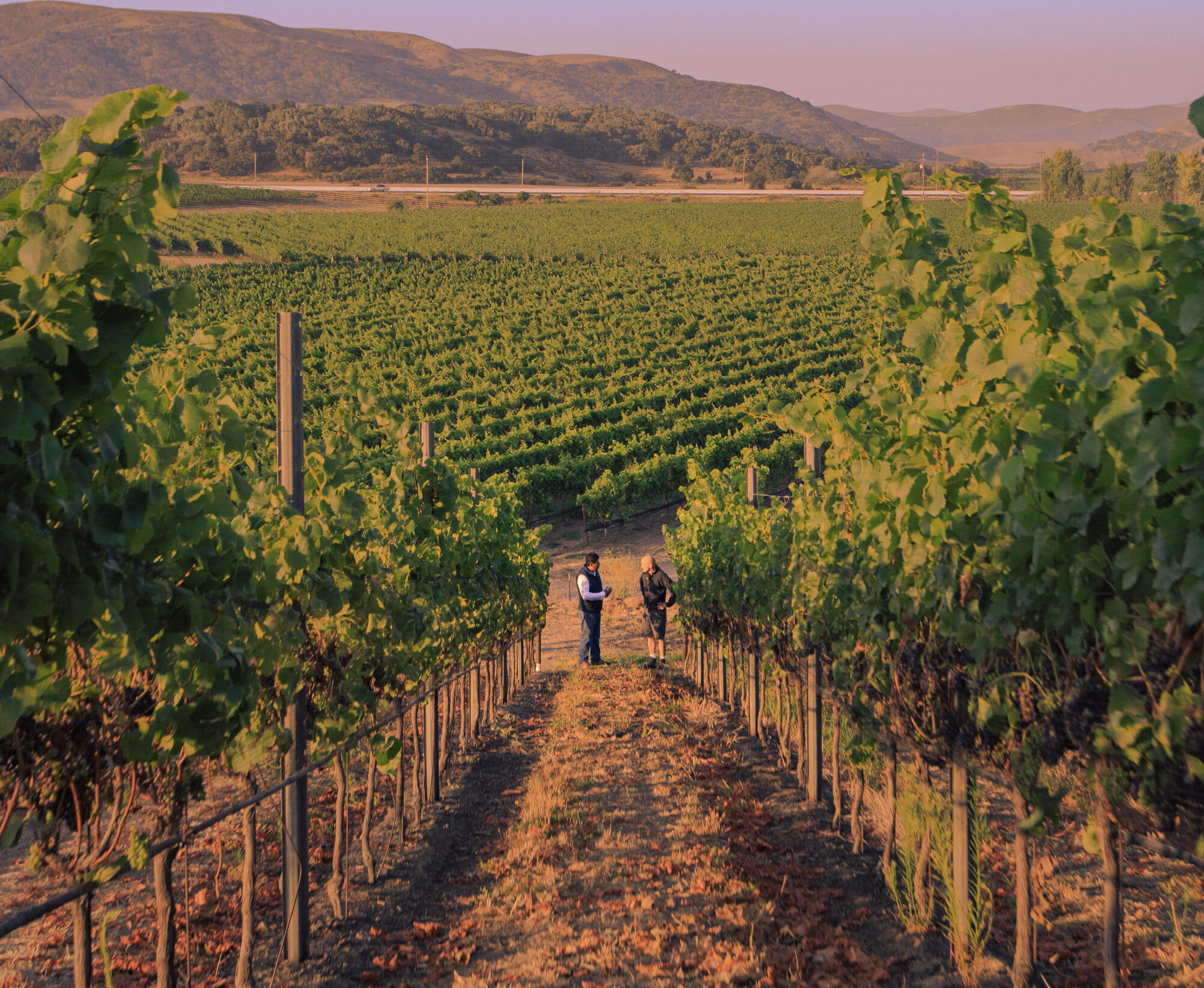 Sta. Rita Hills Pinot Noir