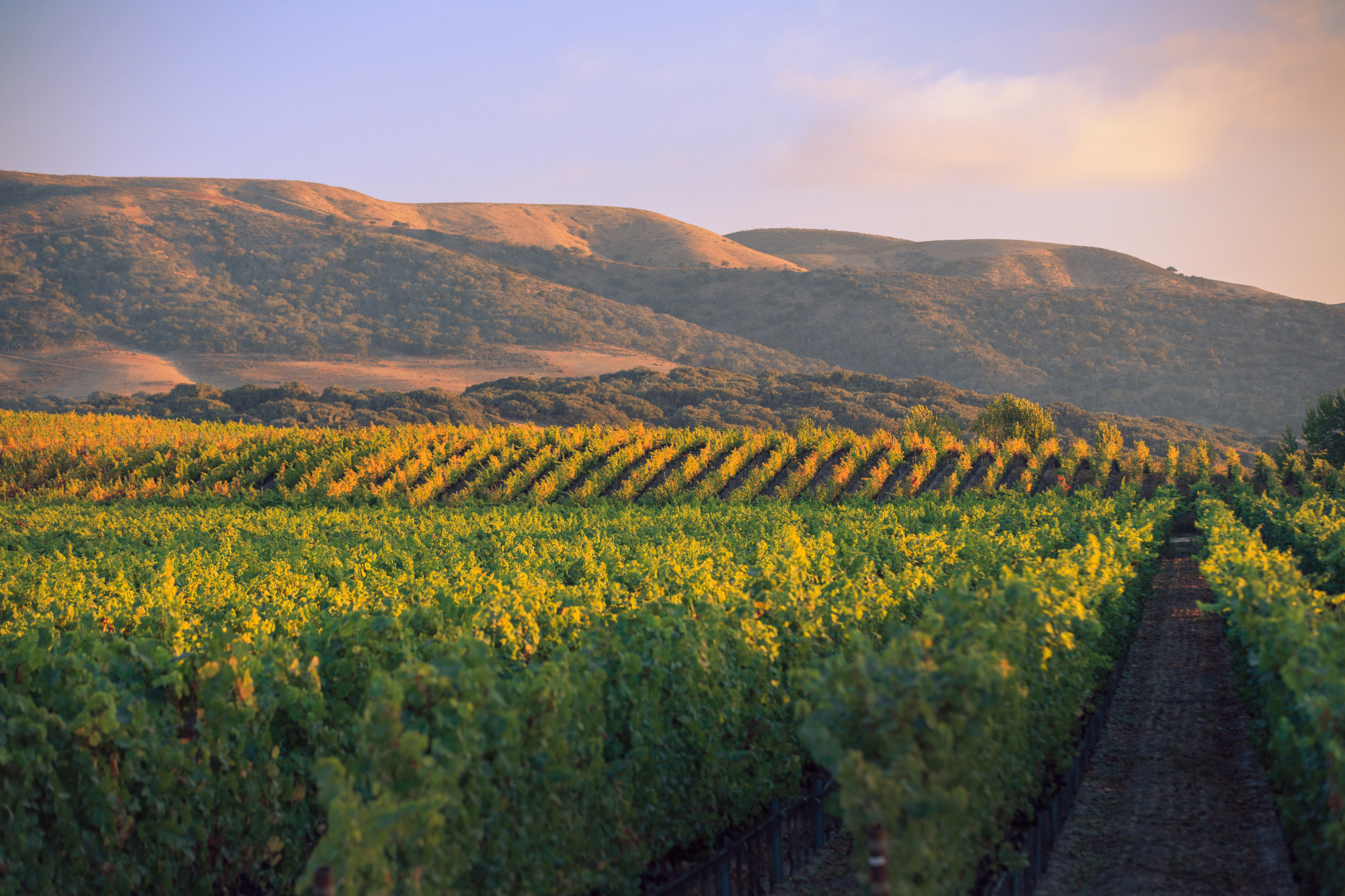 Perilune Syrah