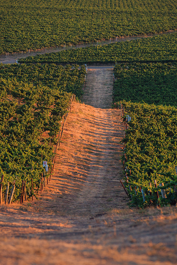 Cambria Estate Vineyard at sunset 