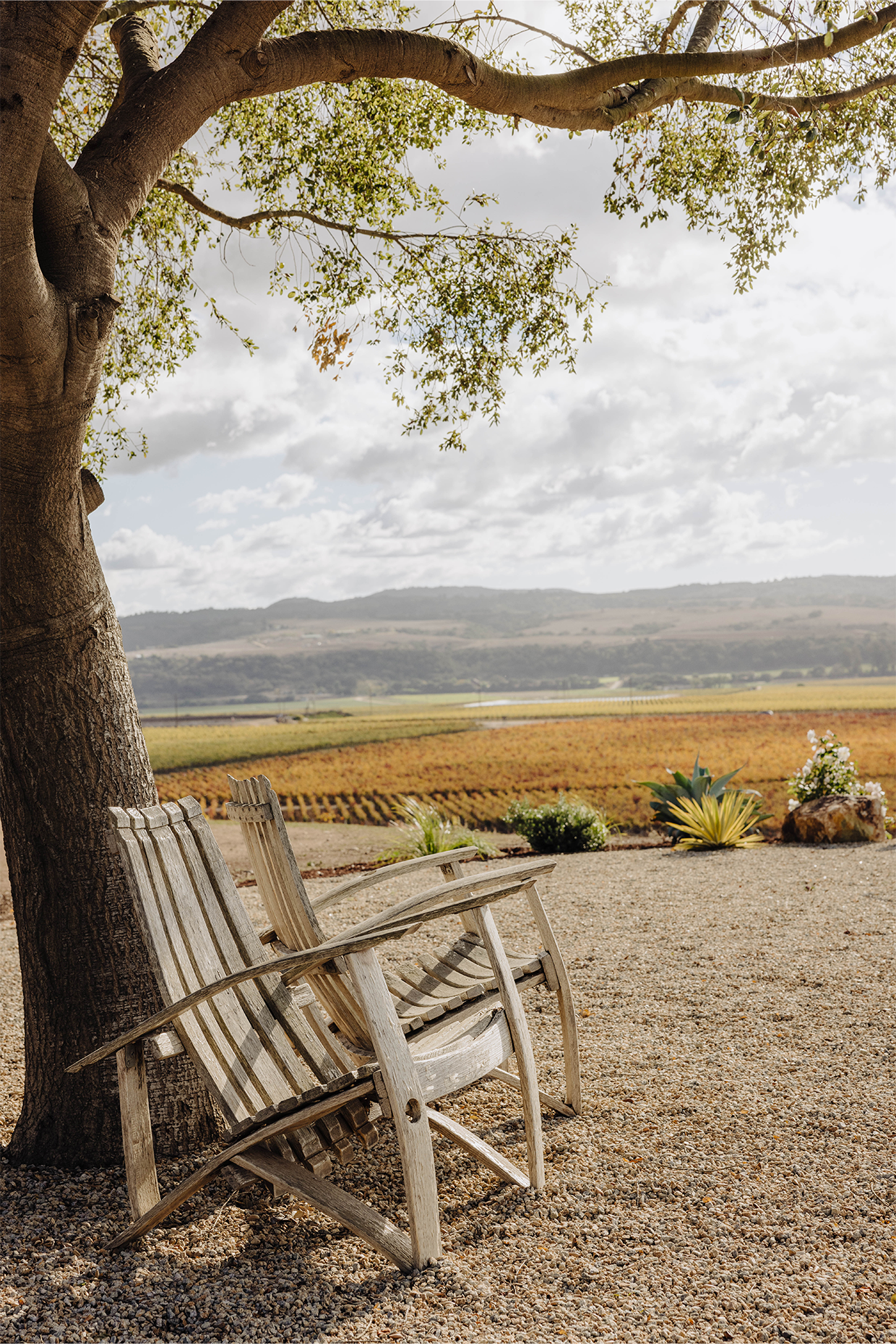 Cambria Estate Winery Oak Knoll | Santa Barbara Wine Country